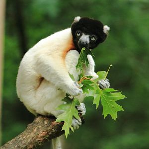 Crowned sifaka (July 2020)