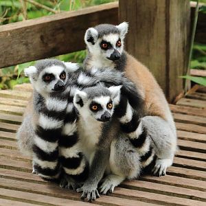 Ring-tailed lemurs (July 2020)