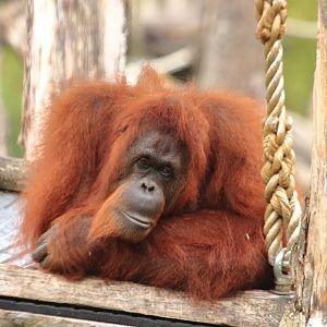 Bornean orang-utan (July 2020)