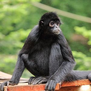 Brown-headed spider monkey (July 2020)