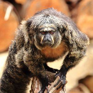 White-faced saki (July 2020)