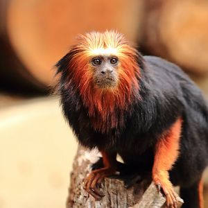 Golden-headed lion tamarin (July 2020)