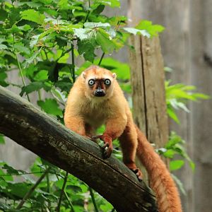 Sclater’s Lemur (July 2020)