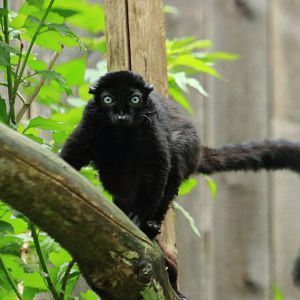Sclater’s Lemur (July 2020)