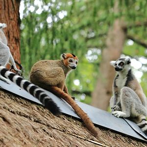 Crowned lemur with ring-tailed lemurs (July 2020)