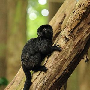 Goeldi's tamarin (July 2020)