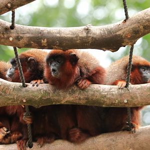 Coppery titi monkeys (July 2020)