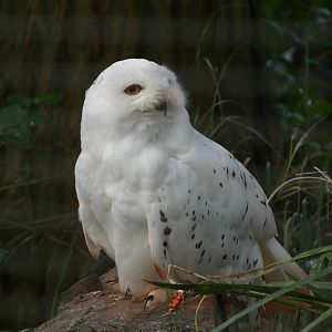 Snowy owl, October 2020