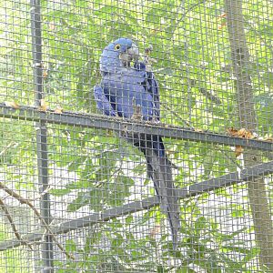 Hyacinth macaw, October 2020