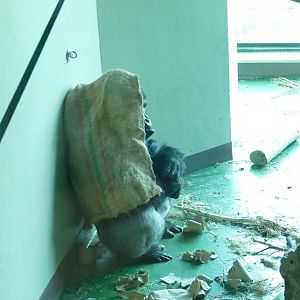 Lowland gorilla, October 2020