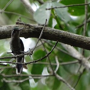 Cozumel emerald (Cynanthus forficatus)
