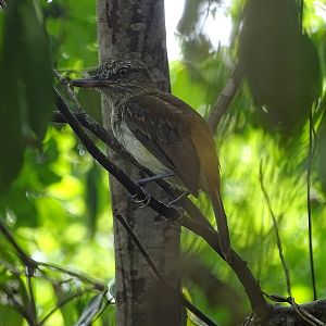 Bright-rumped Attila (Attila spadiceus)