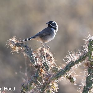 black throated sparrow