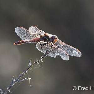 variegated meadowhawk