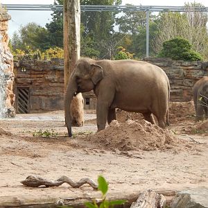 Asian elephant 071020