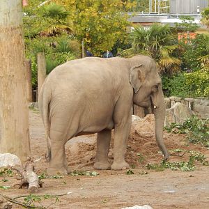 Asian elephant 071020
