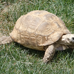 Columbus Zoo Tortoise ID