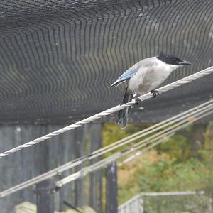 Edge of Europe aviary - Asian azure-winged magpie 071020
