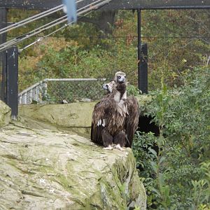Edge of Europe aviary - Black vulture 071020