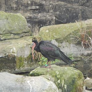 Edge of Europe aviary - Waldrapp 071020