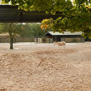 Onager and Bactrian camel enclosure 071020