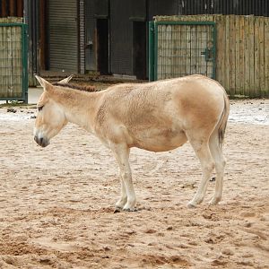 Onager 071020