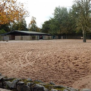 Onager and Bactrian camel enclosure 071020