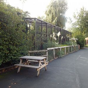 Black-and-gold howler enclosure 071020