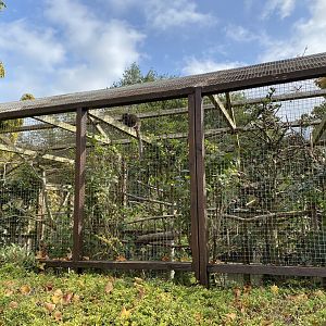 Lac Alaotra gentle lemur enclosure 071020