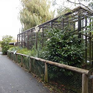 Black and white ruffed lemur enclosure 071020