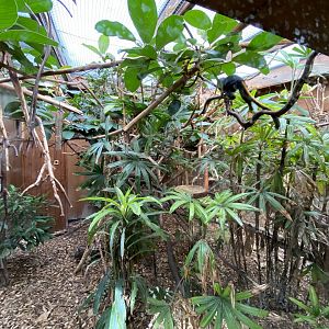 Golden-headed lion tamarin enclosure 071020