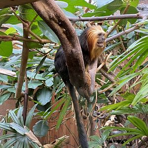Golden-headed lion tamarin 071020