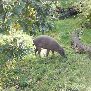 Sulawesi babirusa 071020