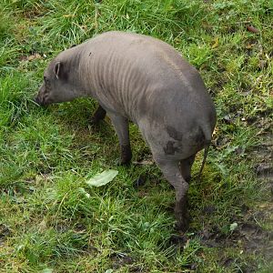 Sulawesi babirusa 071020