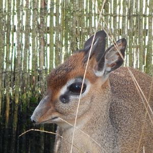 Kirk's dik-dik 071020