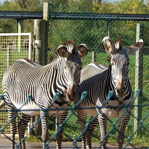 Grevy's zebras 071020