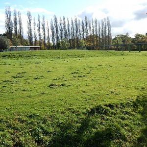 Grevy's zebra enclosure 071020