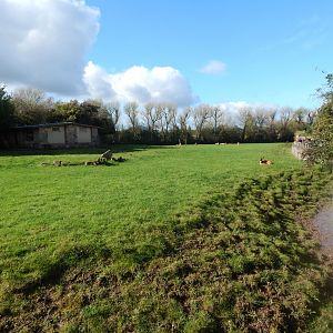 Western sitatunga enclosure 071020