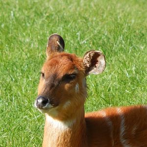 Western sitatunga 071020