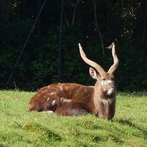 Western sitatunga 071020