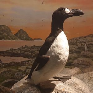 Great Auk