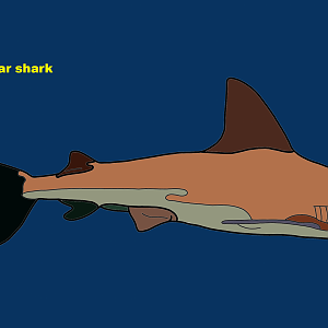 Sandbar shark (Carcharhinus plumbeus)
