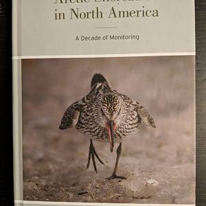 Arctic Shorebirds of North America