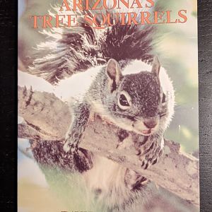 Arizona's Tree Squirrels