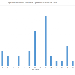 Sumatran Tigers in Australasian Zoos