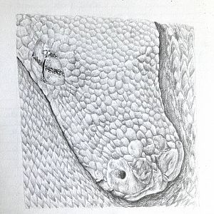 Green tree python drawing