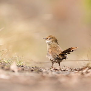 Eastern Bristlebird - Dasyornis brachypterus brachypterus