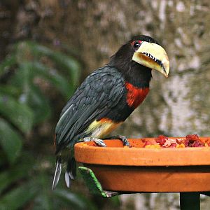 Brown-mandibled aracari / Maria's aracari (Pteroglossus azara mariae)