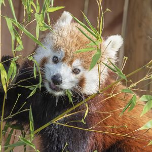 Red Panda (one of 2 sisters)@ ywp