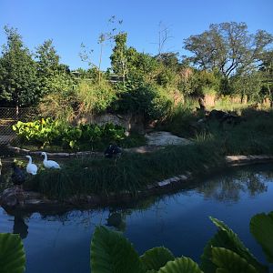 Houston Zoo Pantanal Mixed Species Exhibit